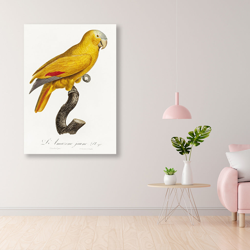 The Yellow Fronted Parrot Amazona aestiva from Natural History of Parrots Painting - Meri Deewar 2 : 3 Vertical Premium Wall Art Canvas by MeriDeewar