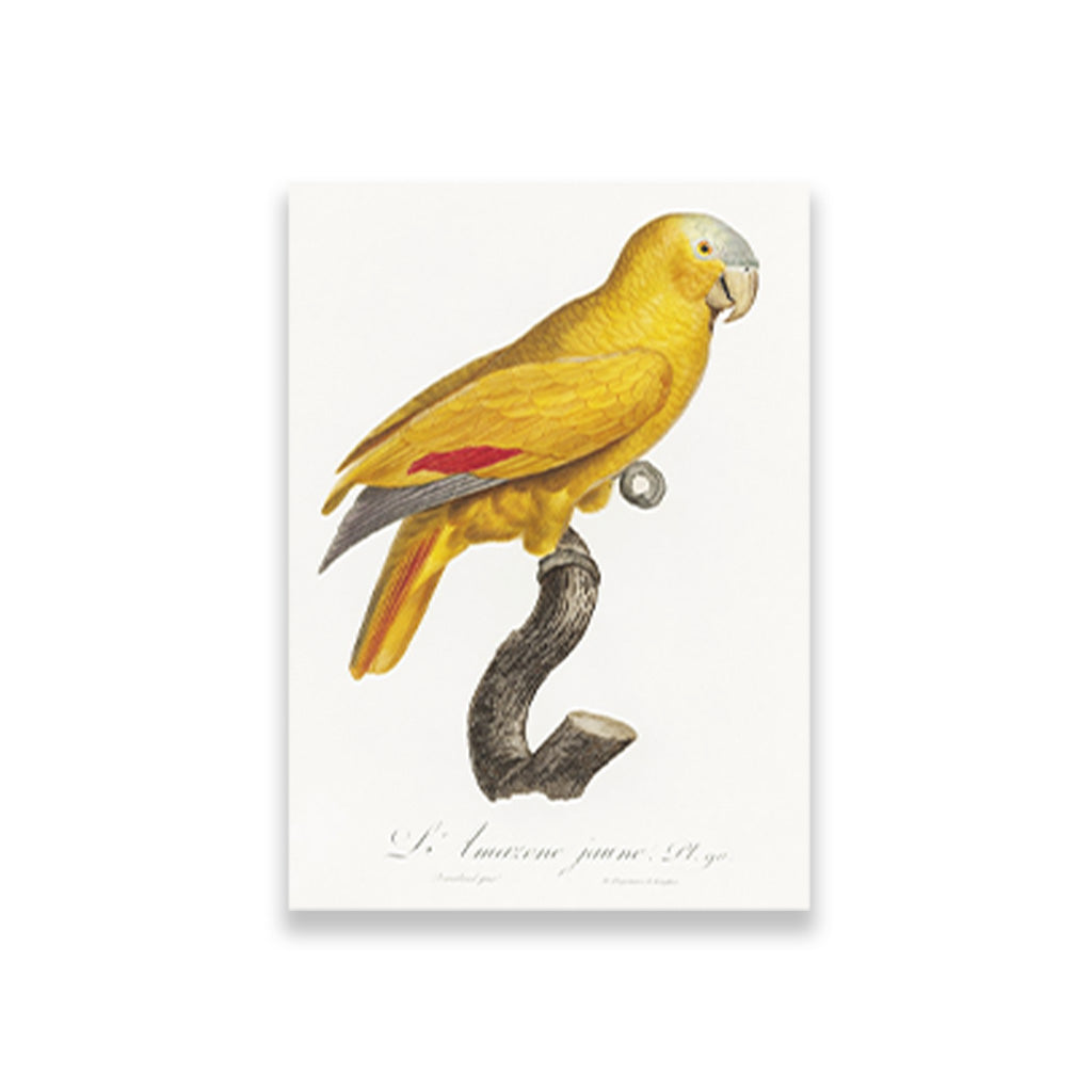 The Yellow Fronted Parrot Amazona aestiva from Natural History of Parrots Painting - Meri Deewar 2 : 3 Vertical Premium Wall Art Canvas by MeriDeewar