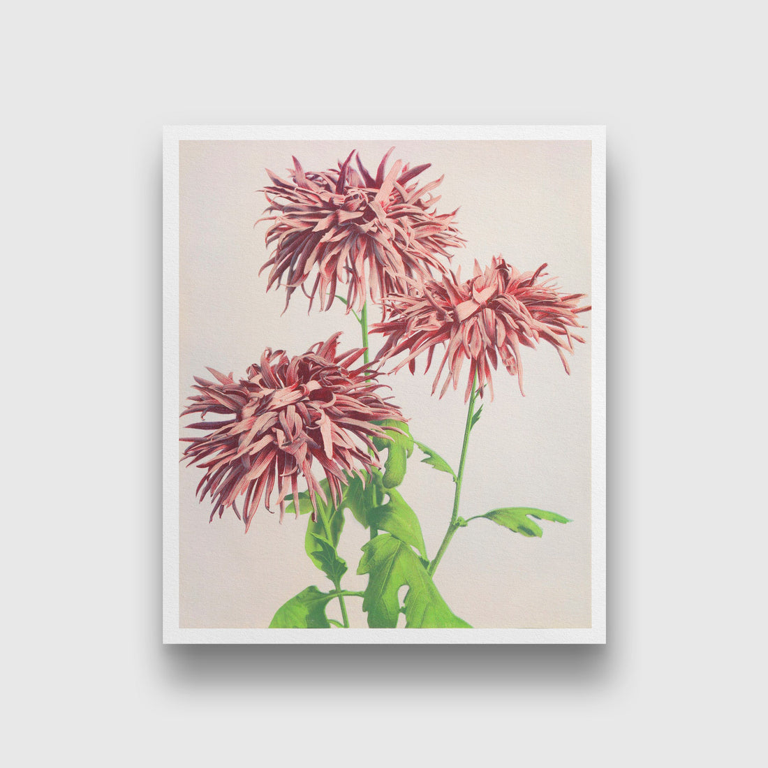 Three Pink Chrysanthemum painting 5 : 6 Vertical Premium Wall Art Canvas by MeriDeewar