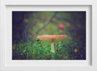 Tiny Mushroom Painting - Meri Deewar 3 : 2 Horizontal Premium Wall Art Canvas by MeriDeewar