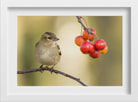 Tiny Sparrow Painting - Meri Deewar 3 : 2 Horizontal Premium Wall Art Canvas by MeriDeewar