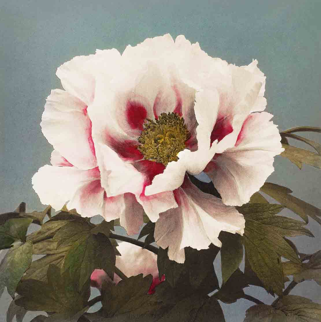 Tree Peony painting 1 : 1 Square Premium Wall Art Canvas by MeriDeewar