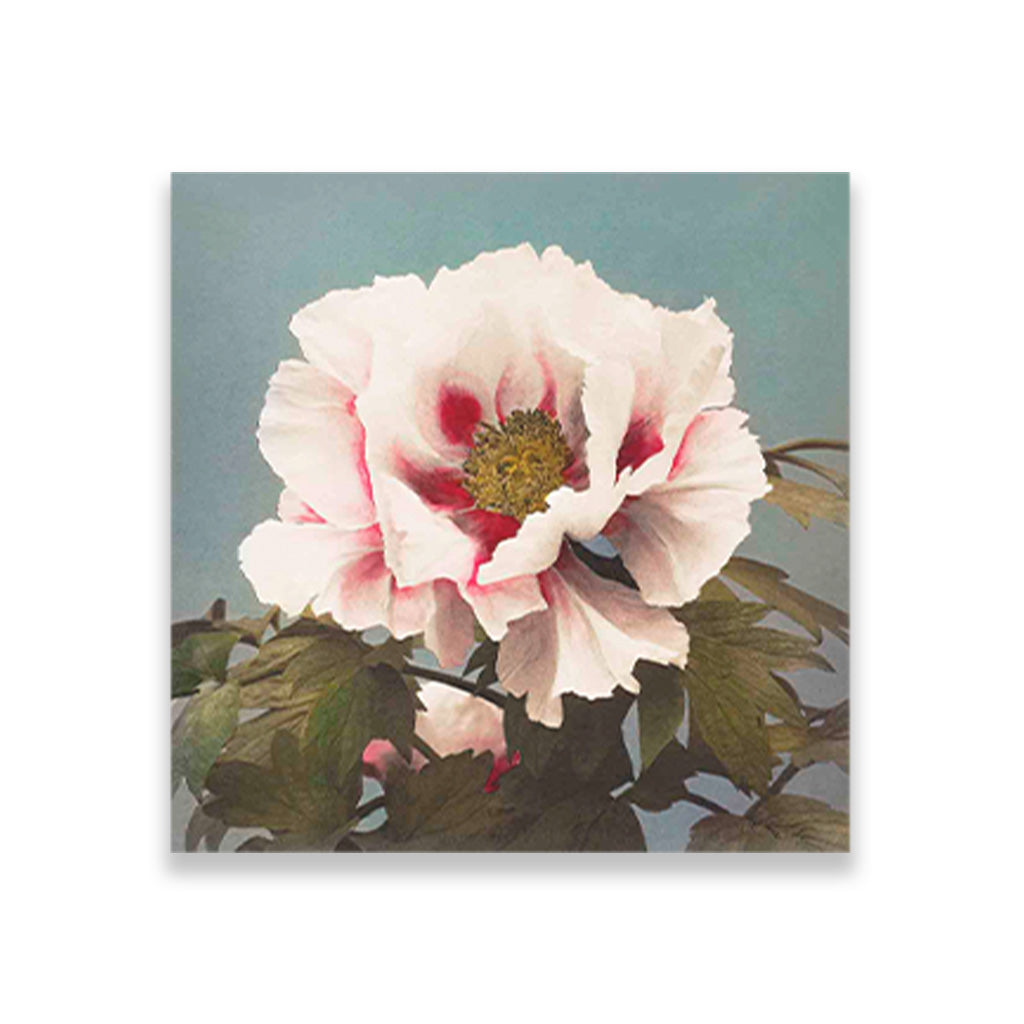 Tree Peony painting 1 : 1 Square Premium Wall Art Canvas by MeriDeewar