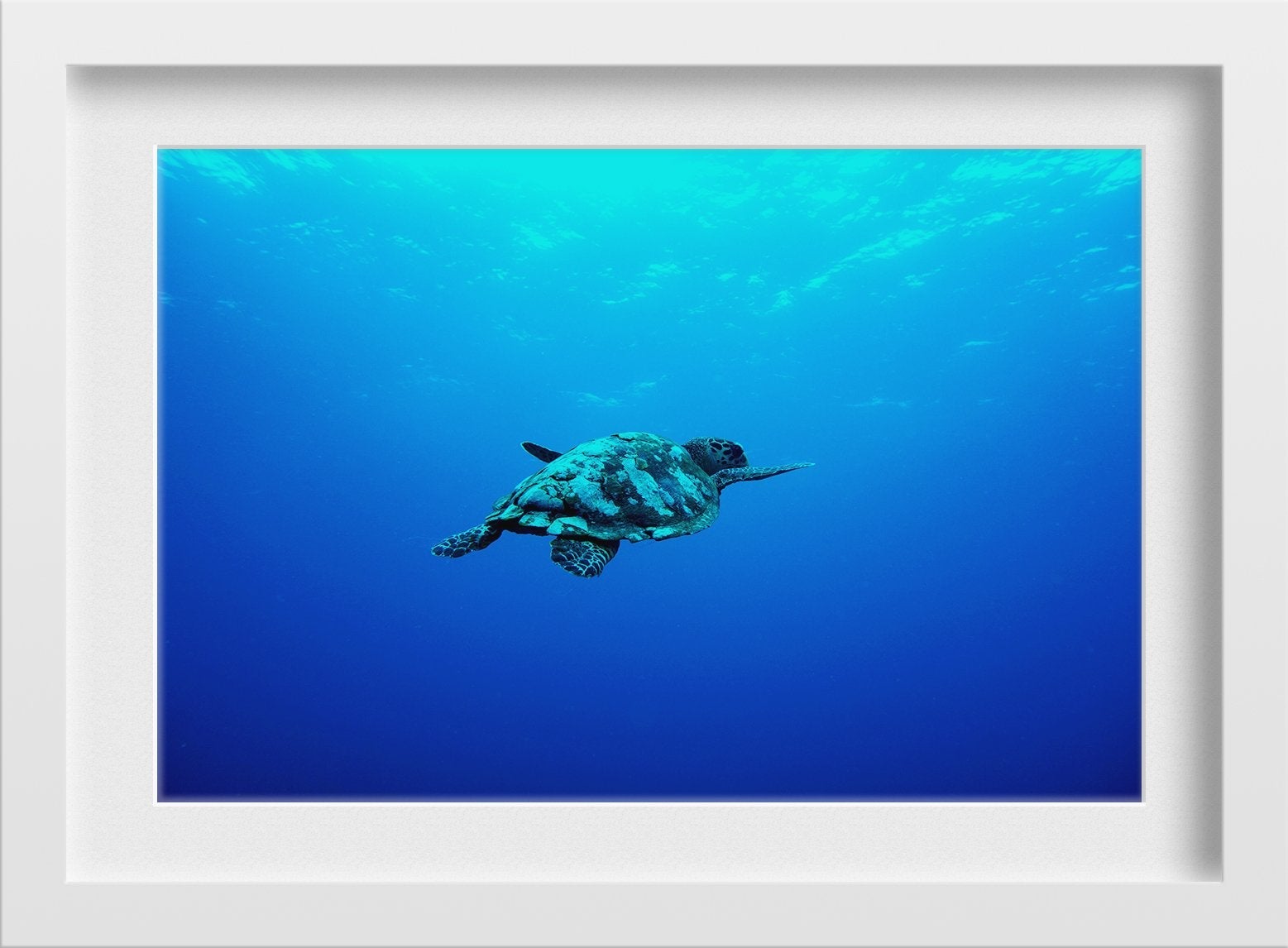 Turtle in the Blue Sea Painting - Meri Deewar 3 : 2 Horizontal Premium Wall Art Canvas by MeriDeewar