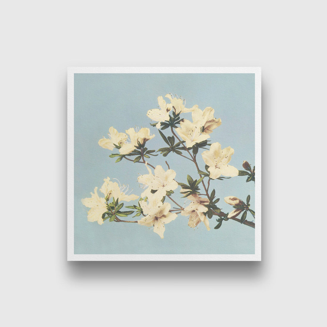 Vintage Japanese azaleas illustration painting 1 : 1 Square Premium Wall Art Canvas by MeriDeewar