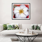 White Flower on Red Earth Painting - Meri Deewar 1 : 1 Square Premium Wall Art Canvas by MeriDeewar