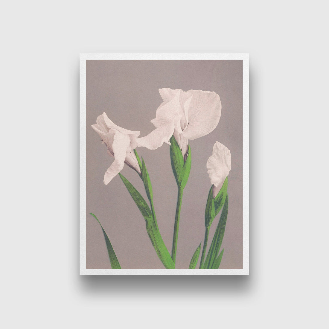 White Irises painting 4 :5 Vertical Premium Wall Art Canvas by MeriDeewar