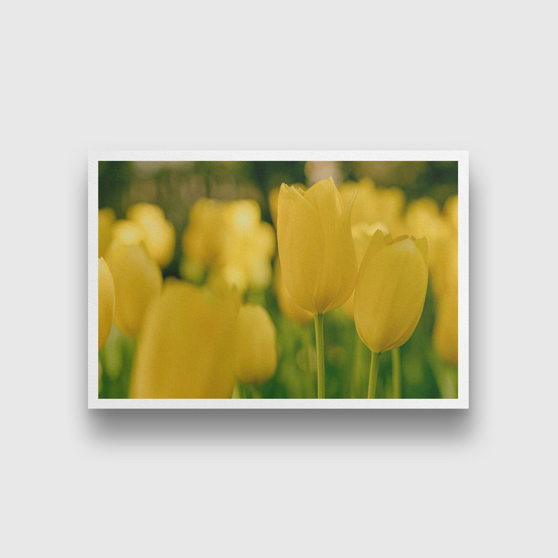 Yellow Lilies 3 : 2 Horizontal Premium Wall Art Canvas by MeriDeewar