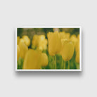 Yellow Lilies 3 : 2 Horizontal Premium Wall Art Canvas by MeriDeewar