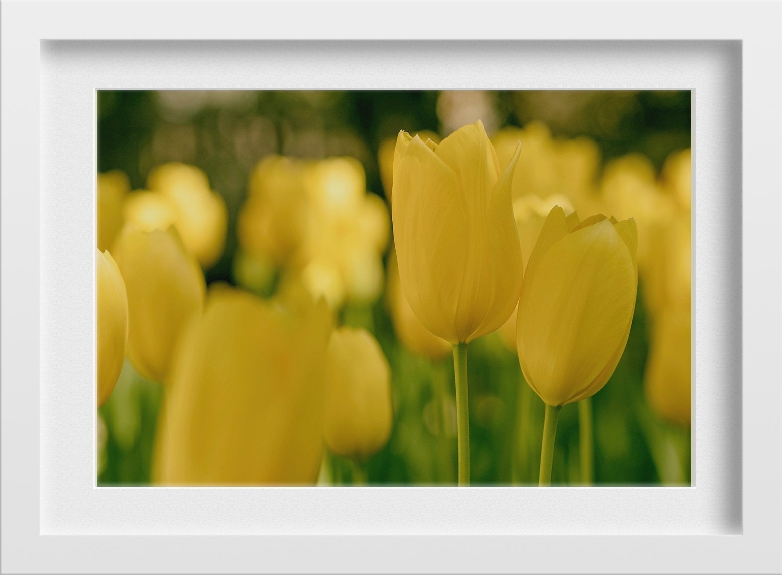 Yellow Lilies 3 : 2 Horizontal Premium Wall Art Canvas by MeriDeewar