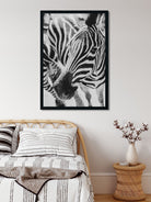 Young beautiful zebra Painting - Meri Deewar 2 : 3 Vertical Premium Wall Art Canvas by MeriDeewar
