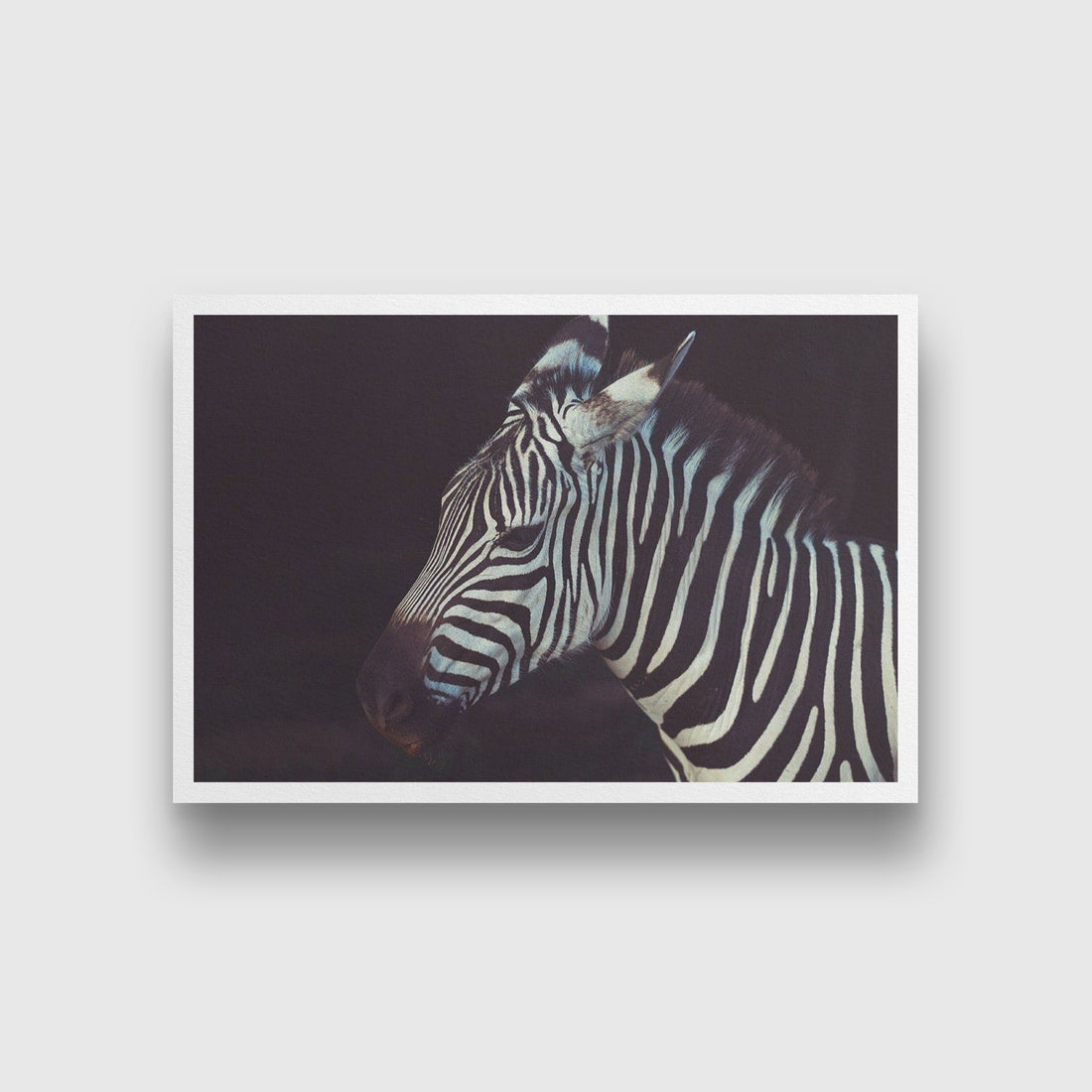 Zebra 3 : 2 Horizontal Premium Wall Art Canvas by MeriDeewar