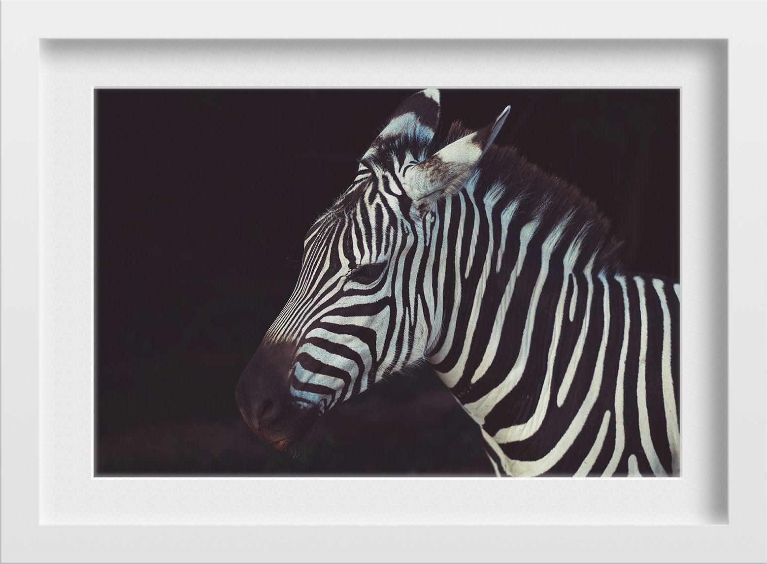 Zebra 3 : 2 Horizontal Premium Wall Art Canvas by MeriDeewar